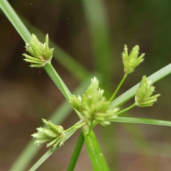 Cyperus eragrostis at Turner, ACT - 6 Apr 2023