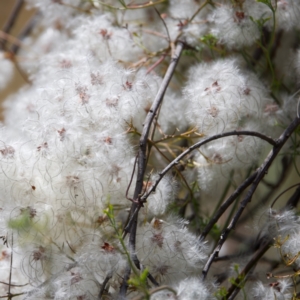 Clematis leptophylla at Tennent, ACT - 27 Dec 2022