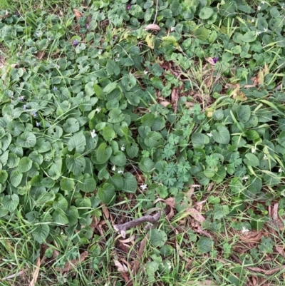 Viola odorata (Sweet Violet, Common Violet) at Hackett, ACT - 27 Jun 2023 by waltraud