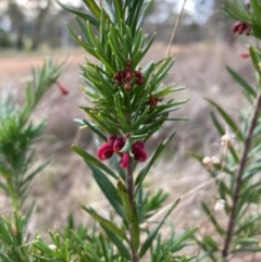 Grevillea rosmarinifolia subsp. rosmarinifolia (Rosemary Grevillea) at Hackett, ACT - 27 Jun 2023 by waltraud