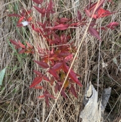 Nandina domestica (Sacred Bamboo) at Hackett, ACT - 27 Jun 2023 by waltraud