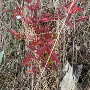 Nandina domestica at Hackett, ACT - 27 Jun 2023