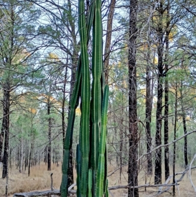 Cereus uruguayanus (Pipe Cactus) at Dubbo, NSW - 10 Jun 2023 by idlidlidlidl