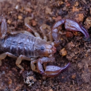 Urodacus manicatus at Molonglo Valley, ACT - 27 Jun 2023