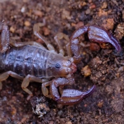 Urodacus manicatus (Black Rock Scorpion) at Kama - 27 Jun 2023 by Kurt