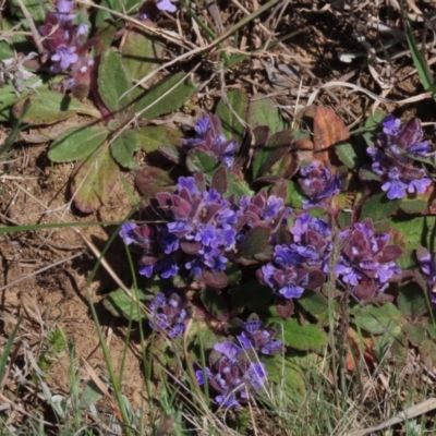 Ajuga australis (Austral Bugle) at Dry Plain, NSW - 29 Oct 2021 by AndyRoo