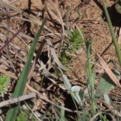 Crassula sieberiana (Austral Stonecrop) at Dry Plain, NSW - 29 Oct 2021 by AndyRoo