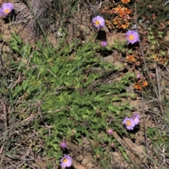 Calotis glandulosa (Mauve Burr-daisy) at Dry Plain, NSW - 29 Oct 2021 by AndyRoo