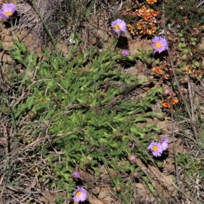 Calotis glandulosa (Mauve Burr-daisy) at Dry Plain, NSW - 29 Oct 2021 by AndyRoo