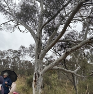 Eucalyptus mannifera subsp. mannifera at Watson, ACT - 28 Jun 2023 11:49 AM