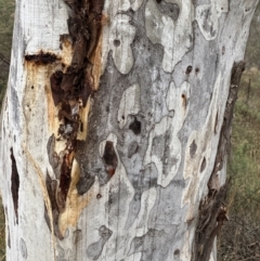 Eucalyptus mannifera subsp. mannifera at Watson, ACT - 28 Jun 2023 11:49 AM