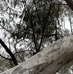 Eucalyptus mannifera subsp. mannifera at Watson, ACT - 28 Jun 2023 11:49 AM