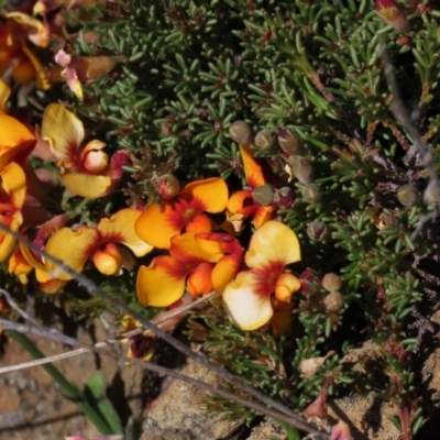 Dillwynia prostrata (Matted Parrot-pea) at Dry Plain, NSW - 29 Oct 2021 by AndyRoo