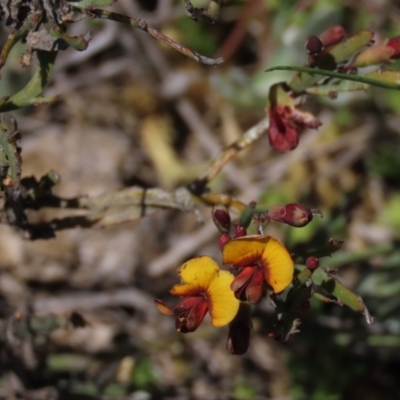 Bossiaea riparia at Dry Plain, NSW - 30 Oct 2021 by AndyRoo
