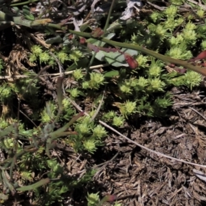 Bossiaea riparia at Dry Plain, NSW - 30 Oct 2021