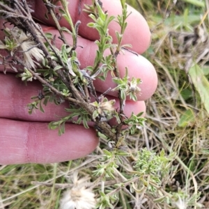 Vittadinia cuneata at Molonglo Valley, ACT - 27 Jun 2023