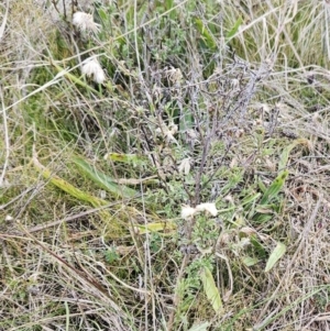 Vittadinia cuneata at Molonglo Valley, ACT - 27 Jun 2023