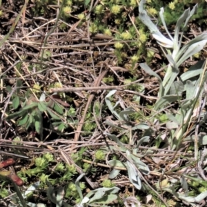 Chrysocephalum apiculatum at Dry Plain, NSW - 30 Oct 2021 11:02 AM