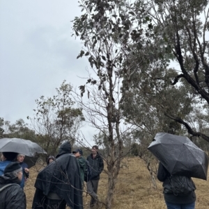 Eucalyptus albens at Watson, ACT - 28 Jun 2023