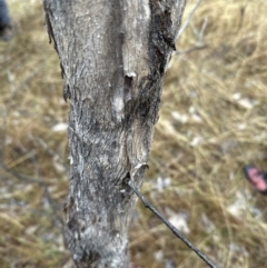 Eucalyptus albens at Watson, ACT - 28 Jun 2023