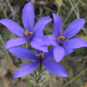 Cheiranthera linearis at Bowning, NSW - 11 Dec 2022