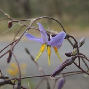 Dianella longifolia at Bowning, NSW - 11 Dec 2022