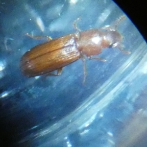 Tribolium sp. (genus) at suppressed - 28 Jun 2023