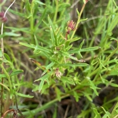 Haloragis heterophylla (Variable Raspwort) at The Tops at Nurenmerenmong - 18 Jan 2023 by Ned_Johnston