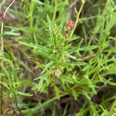 Haloragis heterophylla (Variable Raspwort) at Nurenmerenmong, NSW - 18 Jan 2023 by Ned_Johnston