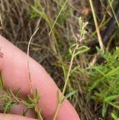 Haloragis heterophylla at Nurenmerenmong, NSW - 18 Jan 2023