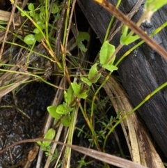 Epilobium gunnianum at Nurenmerenmong, NSW - 18 Jan 2023