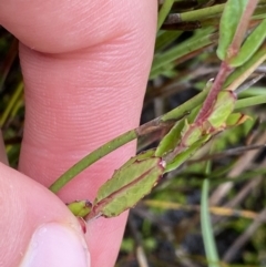 Epilobium gunnianum at Nurenmerenmong, NSW - 18 Jan 2023