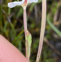 Epilobium gunnianum at Nurenmerenmong, NSW - 18 Jan 2023