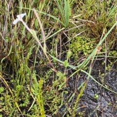 Epilobium gunnianum at Nurenmerenmong, NSW - 18 Jan 2023