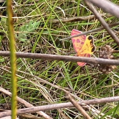 Chrysolarentia perornata (Ornate Carpet) at The Tops at Nurenmerenmong - 18 Jan 2023 by Ned_Johnston