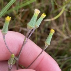 Senecio gunnii (Mountains Fireweed) at Nurenmerenmong, NSW - 18 Jan 2023 by NedJohnston
