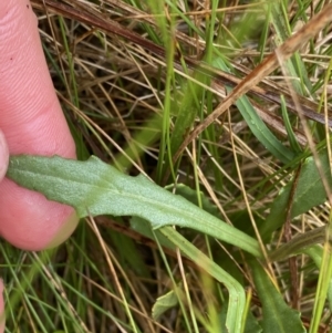 Senecio gunnii at Nurenmerenmong, NSW - 18 Jan 2023