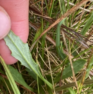 Senecio gunnii at Nurenmerenmong, NSW - 18 Jan 2023