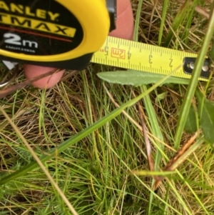 Senecio gunnii at Nurenmerenmong, NSW - 18 Jan 2023