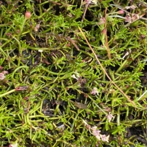 Myriophyllum lophatum at Nurenmerenmong, NSW - suppressed