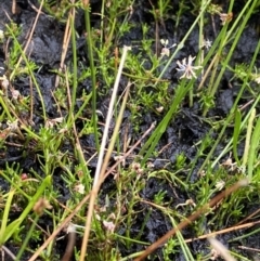 Myriophyllum lophatum at Nurenmerenmong, NSW - suppressed