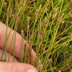 Eleocharis atricha (Tuber Spikerush) at Nurenmerenmong, NSW - 18 Jan 2023 by Ned_Johnston