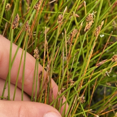 Eleocharis atricha (Tuber Spikerush) at Nurenmerenmong, NSW - 18 Jan 2023 by Ned_Johnston