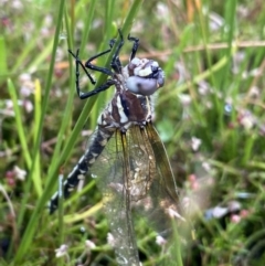 Synthemis eustalacta (Swamp Tigertail) at The Tops at Nurenmerenmong - 18 Jan 2023 by NedJohnston