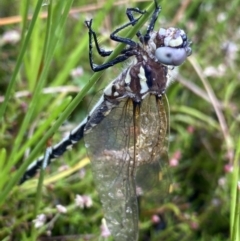 Synthemis eustalacta at The Tops at Nurenmerenmong - suppressed