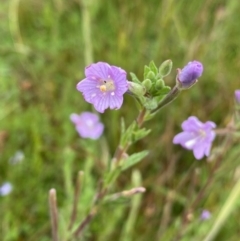 Epilobium billardiereanum subsp. hydrophilum at Nurenmerenmong, NSW - 18 Jan 2023 by Ned_Johnston