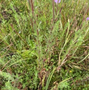 Epilobium billardiereanum subsp. hydrophilum at Nurenmerenmong, NSW - 18 Jan 2023