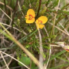 Dillwynia palustris (Swamp Parrot Pea) at The Tops at Nurenmerenmong - 18 Jan 2023 by NedJohnston