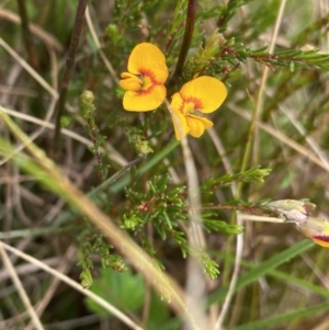 Dillwynia palustris at Nurenmerenmong, NSW - suppressed