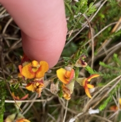 Dillwynia palustris at Nurenmerenmong, NSW - suppressed